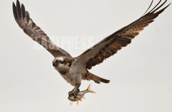 EA304845, Eastpress, Pyht��, Finland